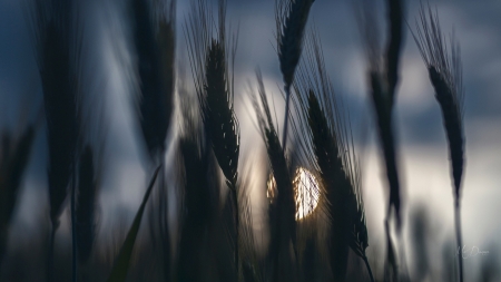 Night Shadows by Mâ™¥Donna - moon, dark, shadows, light, grass, firefox persona theme