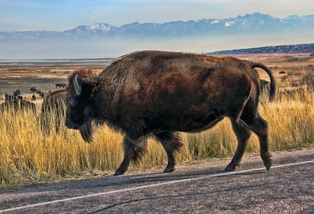 Crossing the Road - buffalo, landscape, mountains, herd