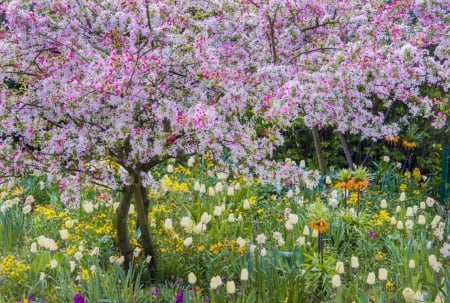 Pink Tree - leaves, tree, flowers, pink