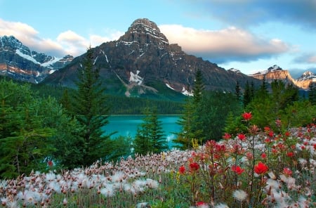 Mount Chephren, Canada - lake, landscape, mountain, trees, national park, sptring, rocks, view, banff, river, beautiful, canada, wildflowers, cliffs