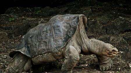 tortoise - shell, tortoise, animal, reptile