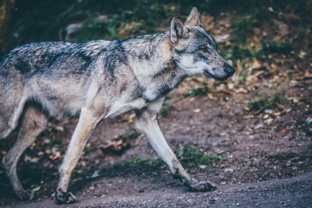 wolf - canine, wolf, animal, dog