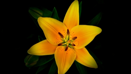 Lily - flower, yellow, nature, lily