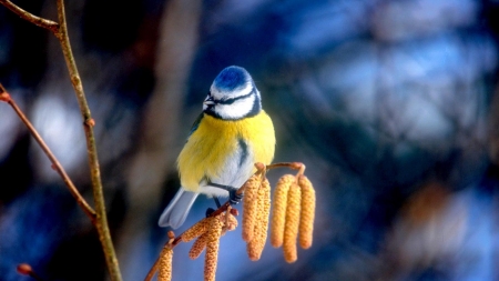 Blue Tit on the Branch