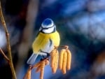 Blue Tit on the Branch