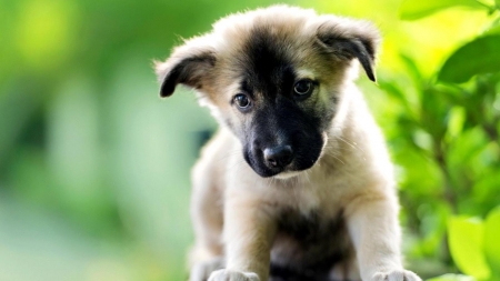 Adorable Puppy - animal, cute, puppy, dog