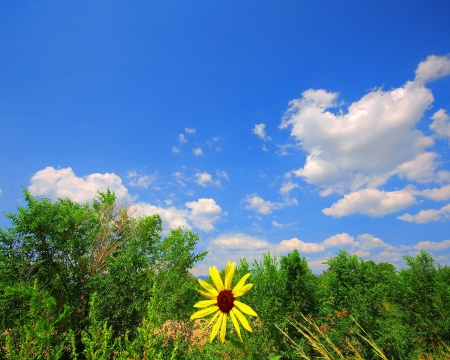 Summer Landscape with yellow Flower - nature, landscape, trees, yellow, clouds, summer, flowers