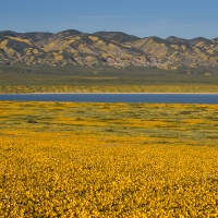 Golden wildflowers