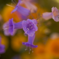 Canterbury bells