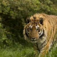 on the prowl