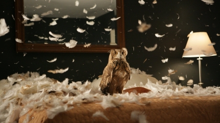 owl - owl, bird, bed, feathers