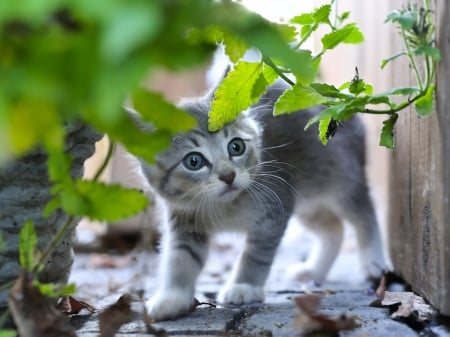 Cute Kitten - animal, kitten, eyes, cat, leaves