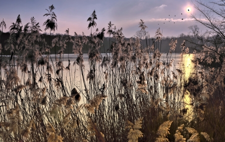 Lake Sunrise - nature, lake, grass, sunrise