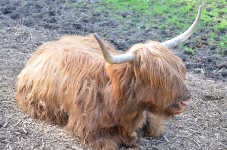 Resting Highlander - skin, cow, nature, horns