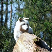 Canadian Wolf