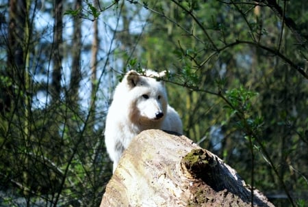 Canadian Wolf - rock, hudson bay wolf, predator, trees