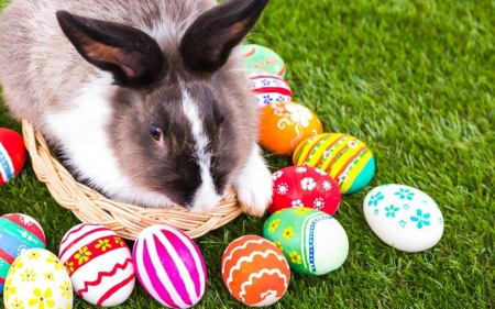 Happy Easter - easter, animals, eggs, bunny