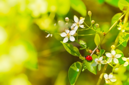 It's spring! - season, branches, blooming, freshness, fragrance, blooms, flowering, spring, ladybird, pretty, blossoms, beautiful, leaves, scent, tree