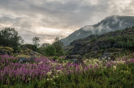 Spring Flowers - beautiful, flower, nature, mountain