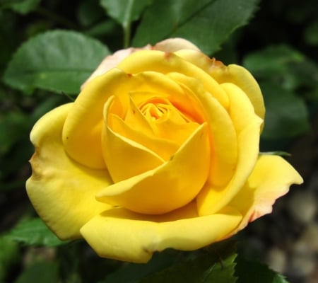 Rose - one, beautiful, yellow, rose