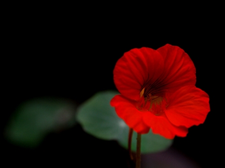 Elementary, my dear Watson - pretty, black, petunia, nature, red, beauty, simple, flower