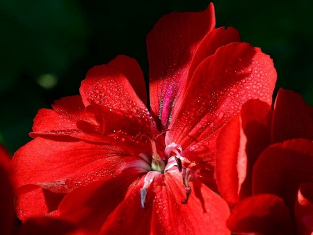 Beautiful red flower