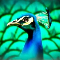 Peacock Painting