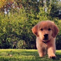 golden retriever puppy