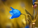 Harebell Flower