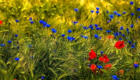 Blue and red Wildflowers - nature, wildflower, meadow, pretty