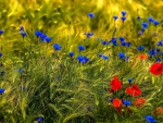 Blue and red Wildflowers