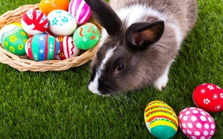 Happy Easter - easter, eggs, bunny, grass