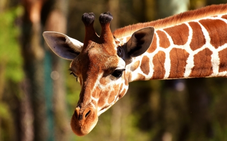 Giraffe - orange, animal, giraffe, cute, spot, neck