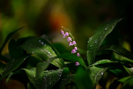 Lily flower - pretty, delicate, beautiful, drops, wet, flower, leaves, lily, garden