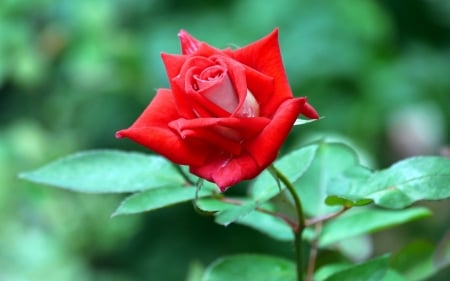 Rose - trandafir, red, green, rose, flower