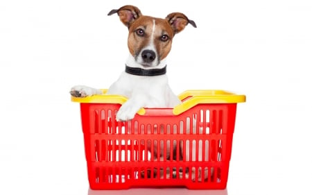 Shopping day - red, funny, caine, shopping, caine animal, white, card, jack russell terrier, basket, dog