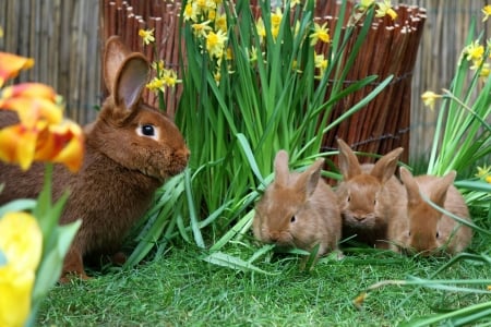 Spring Bunnies - wood, rabbits, fence, bunnies, daffodils, flowers, grass, spring