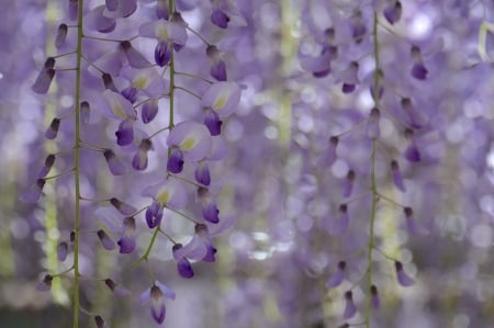 Purple Spring - spring, flower, purple, tree