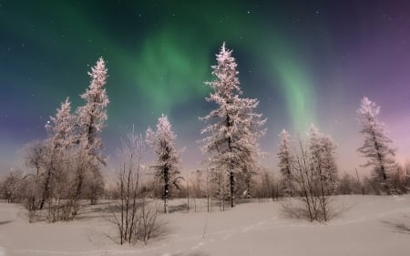 Green Sky - winter, nature, amazing, aroura