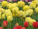 Tulips