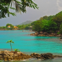 Palm Trees on the Rocky Beach