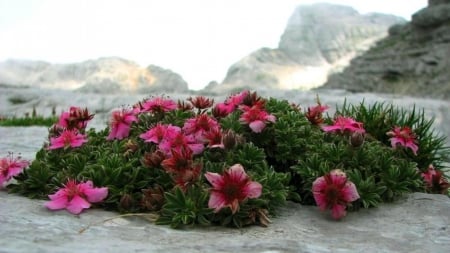 Flowers on the Mountains - nature, mountains, flowers, snow