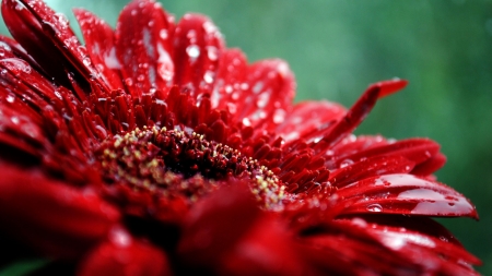 Gerbera - pretty, beautiful, drops, flowers, gerberas, nature, red, macro, closup