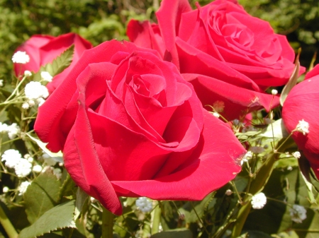 Roses - pretty, roses, nature, red, pink