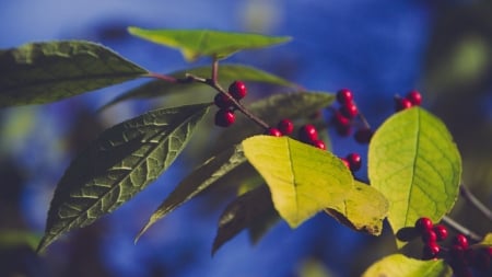 berries - berries, branch, plant, leaf