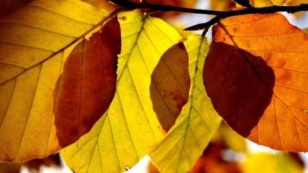 autumn leaves - branch, leaf, tree, autumn