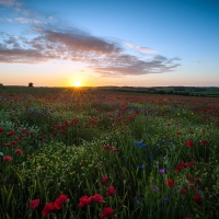 sunrise over poppy field