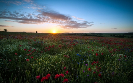 sunrise over poppy field - sunrise, field, poppy, flower