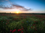 sunrise over poppy field