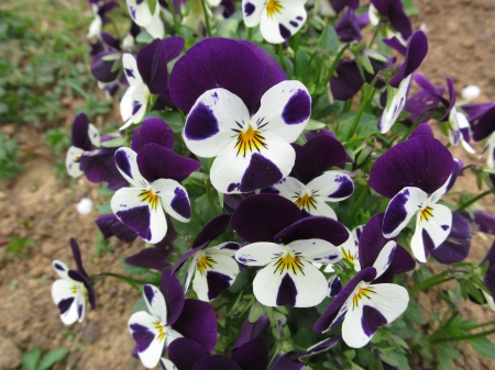 Purple & White - plants, petals, flowers, blooms, flora